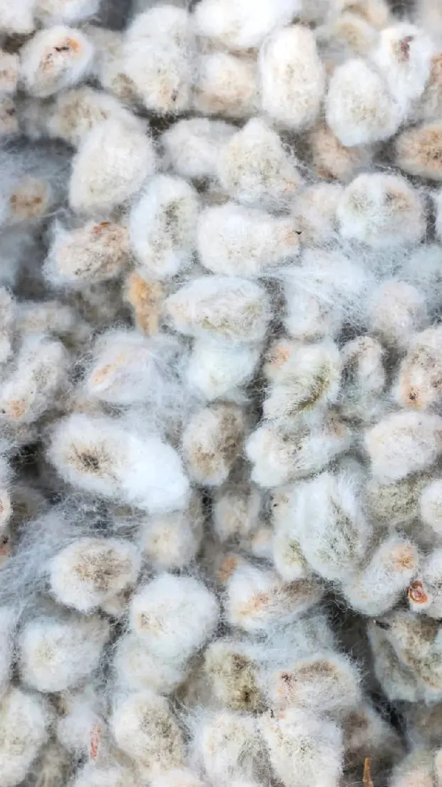 100%<br> Cottonseed 
