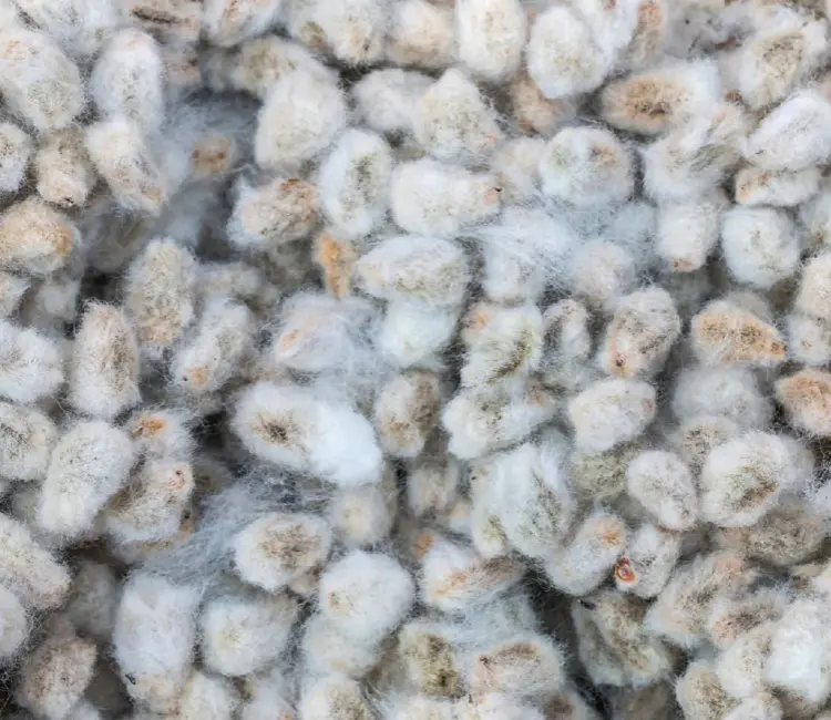 Made from 100% Cottonseed