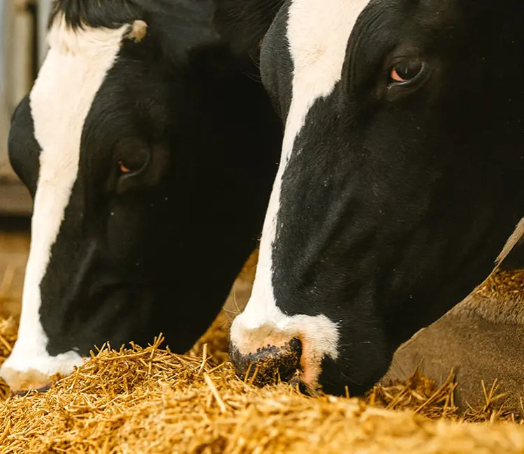 Promotes Cattle Wellness